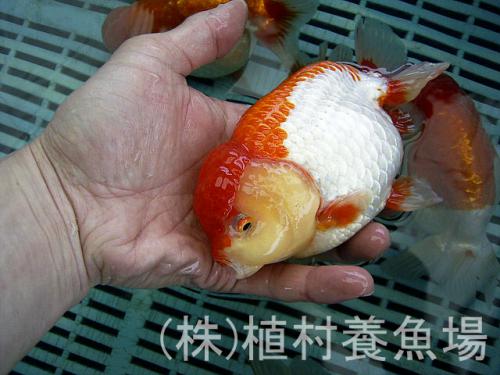 goldfish20120305_12.jpg
