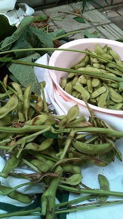 バッタ枝豆