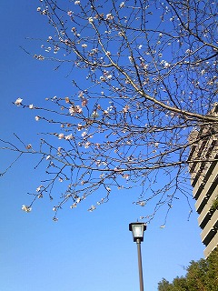 小幡緑地２０１１寒桜