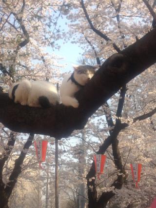 猫・桜
