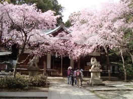20120415 保久良神社