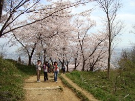20120415 桜