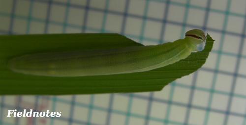 稲の葉を食べているバケツ稲の敵のチャバネセセリの幼虫