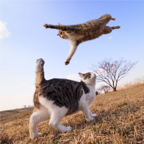 見てると思わずジャンプしたくなる！元気に飛び跳ねる猫たち