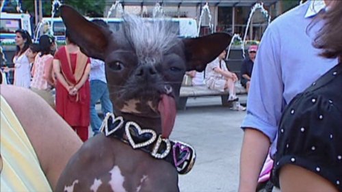 「世界で最も醜い犬」 エルウッドが亡くなる