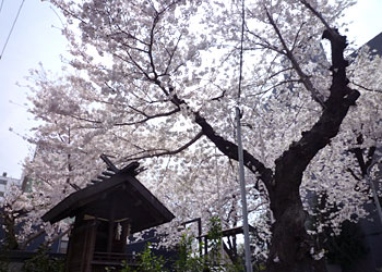2012桜