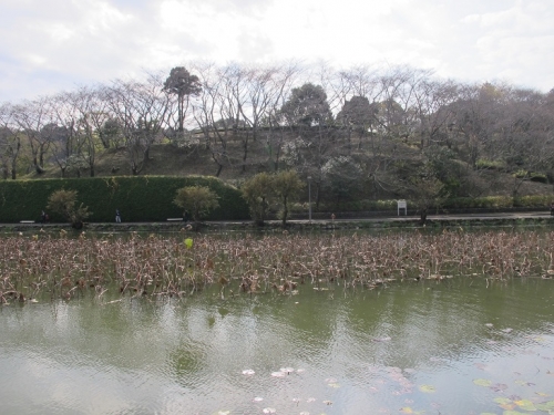 蓮華寺池