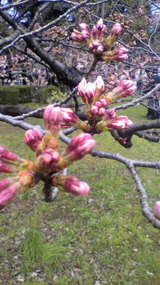 薪桜