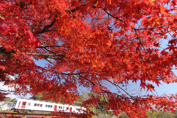 2013/11/30 和歌山電鐵貴志川線 大池遊園