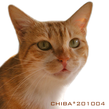 chiba14-11-25.gif