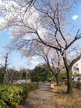 100_4133 (2)団地の桜，2012，3