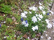 100_4142 (2)春の花，2012，3