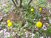 100_4144 (2)春の花，2012，5