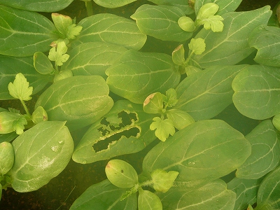 ナメクジに葉っぱを齧られた西瓜の苗