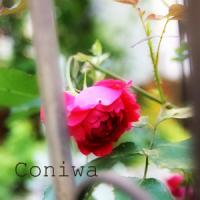 garden shop coniwa　シシィ