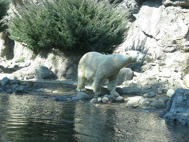 スーラシア　白熊