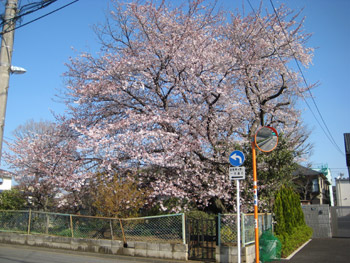 近所の巨大桜