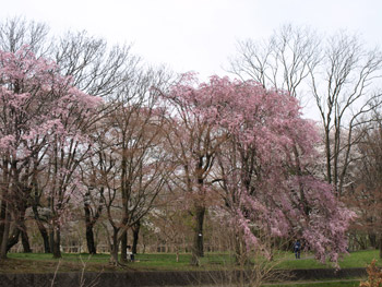 野川沿いの桜