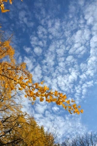 Autumn Ginkgo Trees