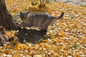 Tokyo Park cat and Golden Ginkgo Leaves
