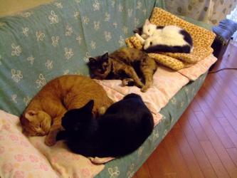 家のお猫ちゃんずｗ～急に涼しくなった１０月の朝～珍しく４匹で寝ていました！2011.10.03