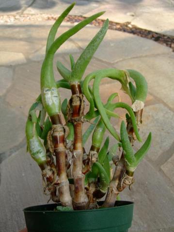 ミトロフィルム　怪奇鳥（かいきちょう）（Mitrophyllum mitratum）2011.10.14～節茎は茶褐色です！