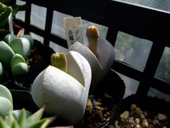 ディンテランサス　奇鳳玉（きほうぎょく）（Dintheranthus microsperum）蕾2011.10.29