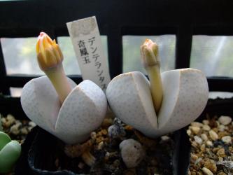 ディンテランサス　奇鳳玉（きほうぎょく）（Dintheranthus microsperum）入手後５年目にして花芽が出てきました！生きてて良かった！2011.11.02