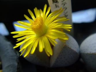 ディンテランサス 奇鳳玉（きほうぎょく）（Dintheranthus microsperum）2011.11.04～3:00pm開花ｗ
