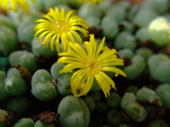 コノフィツム　オビゲルム(Conophytum meyeri 'ovigerum)花筒が短く球体に密着して開花ｗ2011.11.17