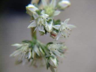Sedum caducum（カドゥカム）普通のセダムの白花です。2011.11.27