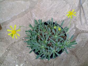 オトンナ レトロルサ(Othonna retrorsa) ２つ花が咲きました！2011.11.29