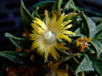 ナナンサス　ウィルマニアエ（Nananthus　Wilmaniae ）=Aloinopsis vittata＝Nananthus vittata？ビカラーの美しい花ｗ好きです。2011.12.16
