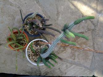 左：金紐サボテン（Disocactus flagelliformis）下：ユーフォルビア　バルバレンシス（Euphorbia baioensis）上：セレニセレス(月下美人～Queen of the Night（夜の女王)柱紐系？）Selenicereus grandiflorus