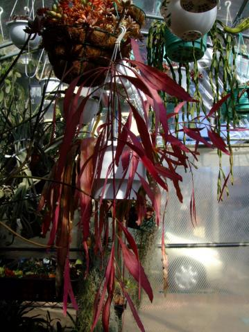 プセウドリプサリス  ラムローサ（Pseudorhipsalis ramulosa）真冬の日当たりでワインレッドに紅葉ちゅう～2012.01.29